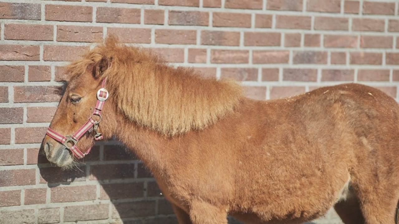 14 of the World’s Smallest Horses Proving Good Things Come in Small Packages - noma ss2150456727