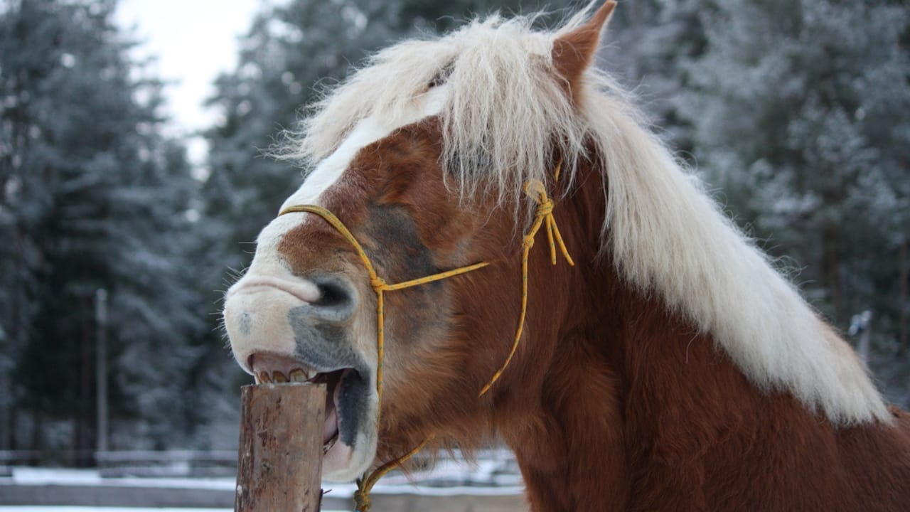 50+ Horse Terms & Slang Every Equestrian Should Know - palomino horse Cribbing wooden fence dp60039093