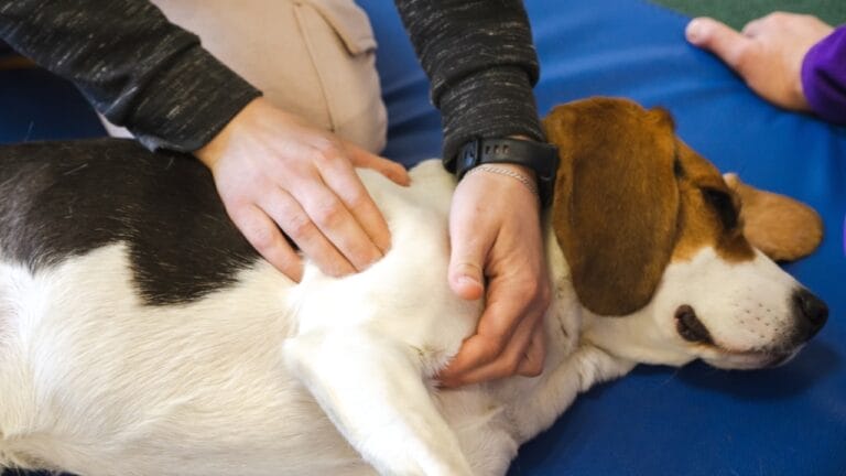 15 Stress-Relieving Tricks to Help Your Dog Stay Relaxed