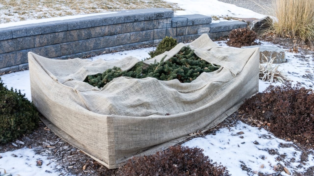 15 Ways to Get Your Garden Frost-Ready Before It’s Too Late - plants cover with burlap ss2404677277