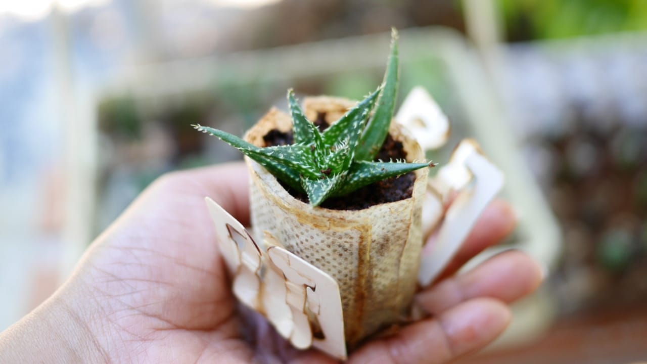 More Than Just for Coffee: 25 Life-Saving Uses for Coffee Filters - plants in filter bags and coffee grounds ss1856233018