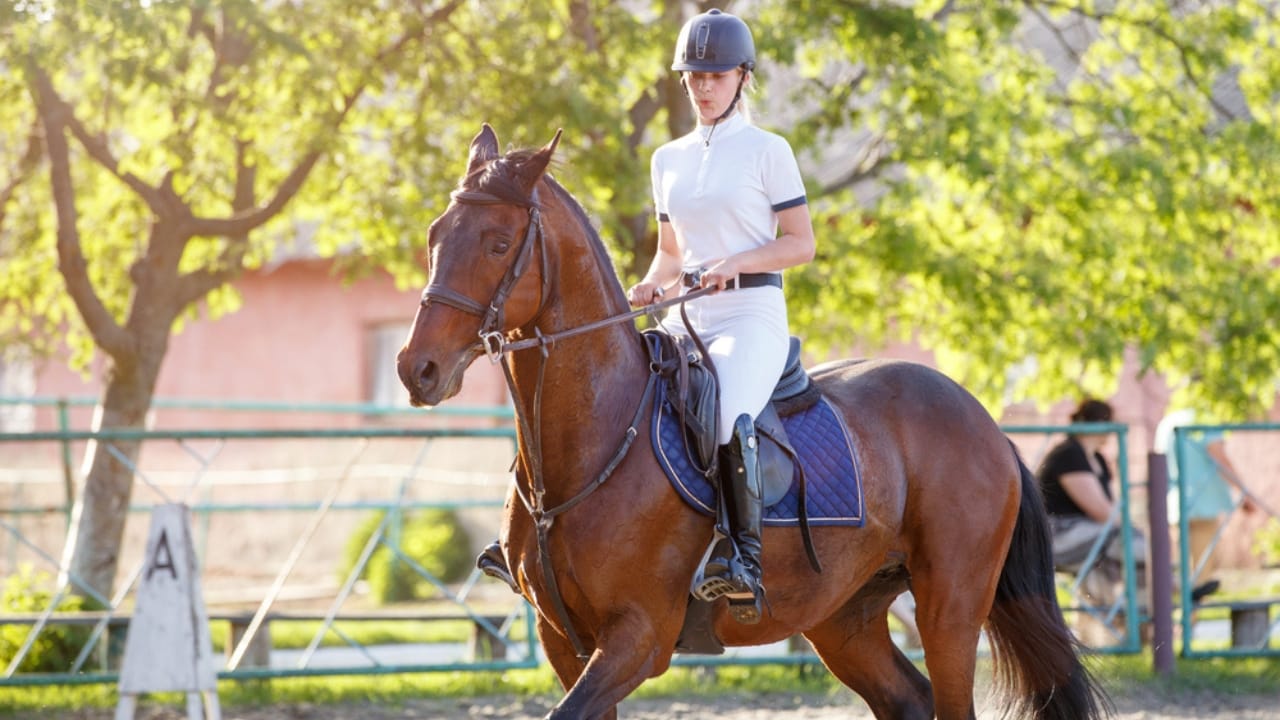 15 Horse Terms to Know Before Grabbing the Reins for the First Time - posting horse dp675401028