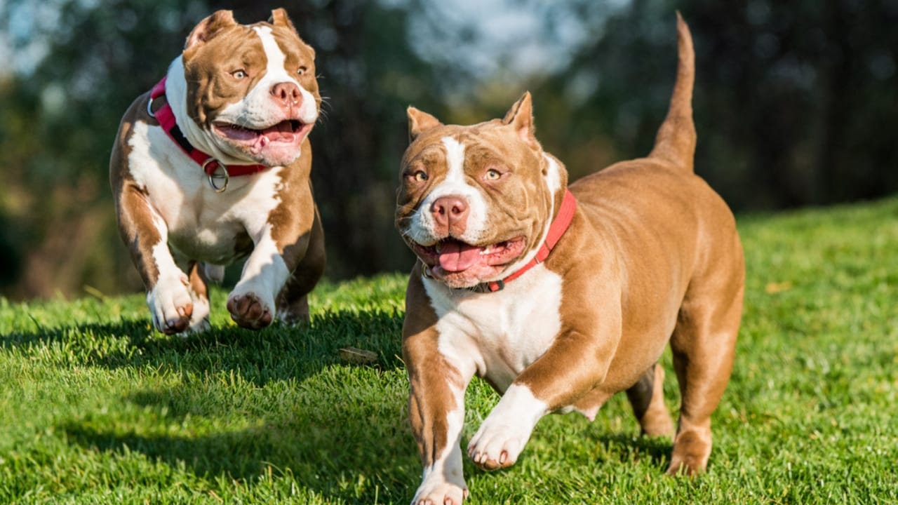 10 Eye-Catching American Bully Colors: From Classic to Rare Hues - red american bully dp523485694