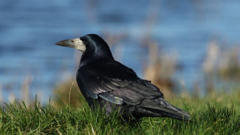 15 Black Bird Species That Prove Beauty Isn’t Limited to Color