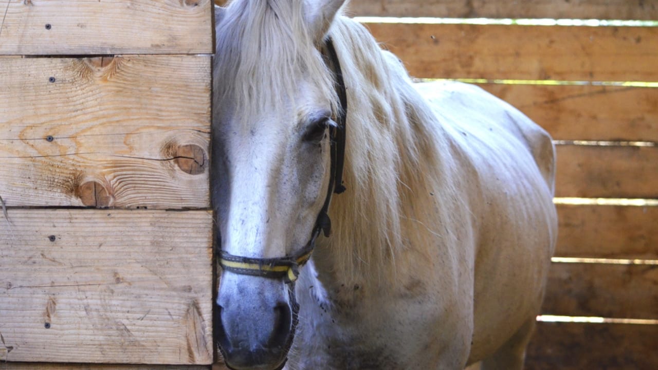 50+ Horse Terms & Slang Every Equestrian Should Know - sad horse dp80607064