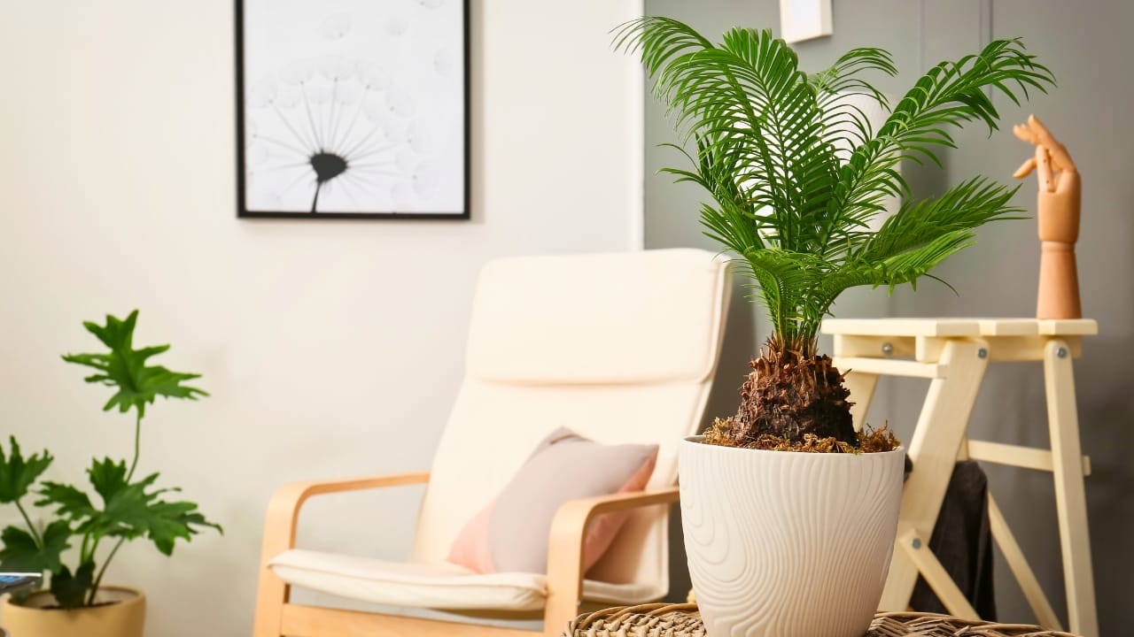 The Houseplant Palm That Poses a Serious Threat to Your Dog - sago palm ss1052028929
