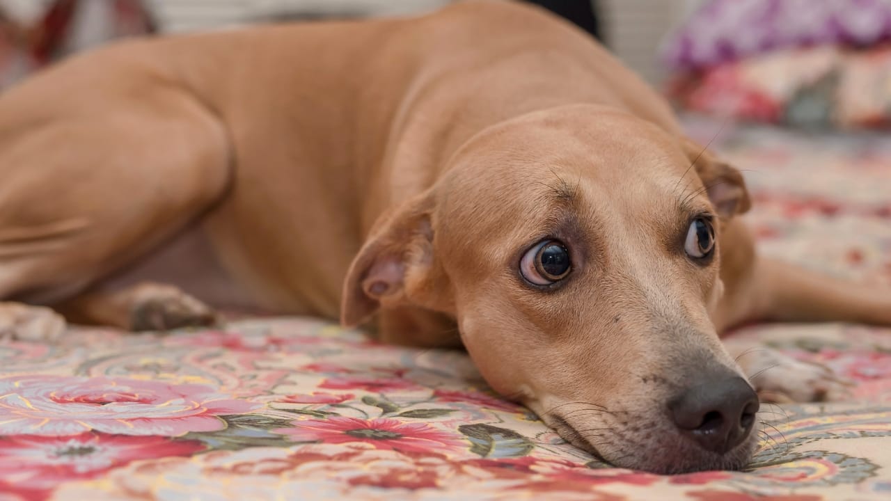 Relax Your Anxious Dog with These 15 Calming Treats - scared dog ss2243490357