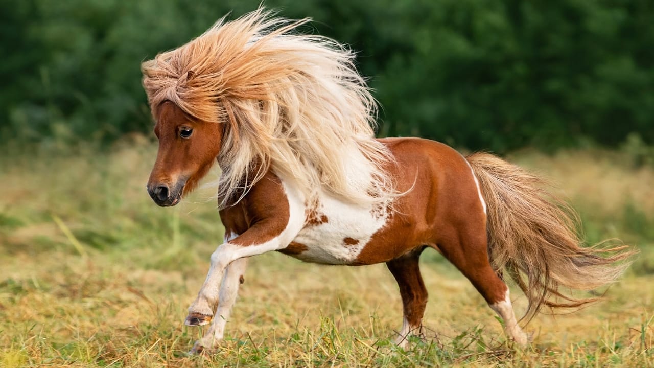 14 of the World’s Smallest Horses Proving Good Things Come in Small Packages - shetland pony ss2248473797 1