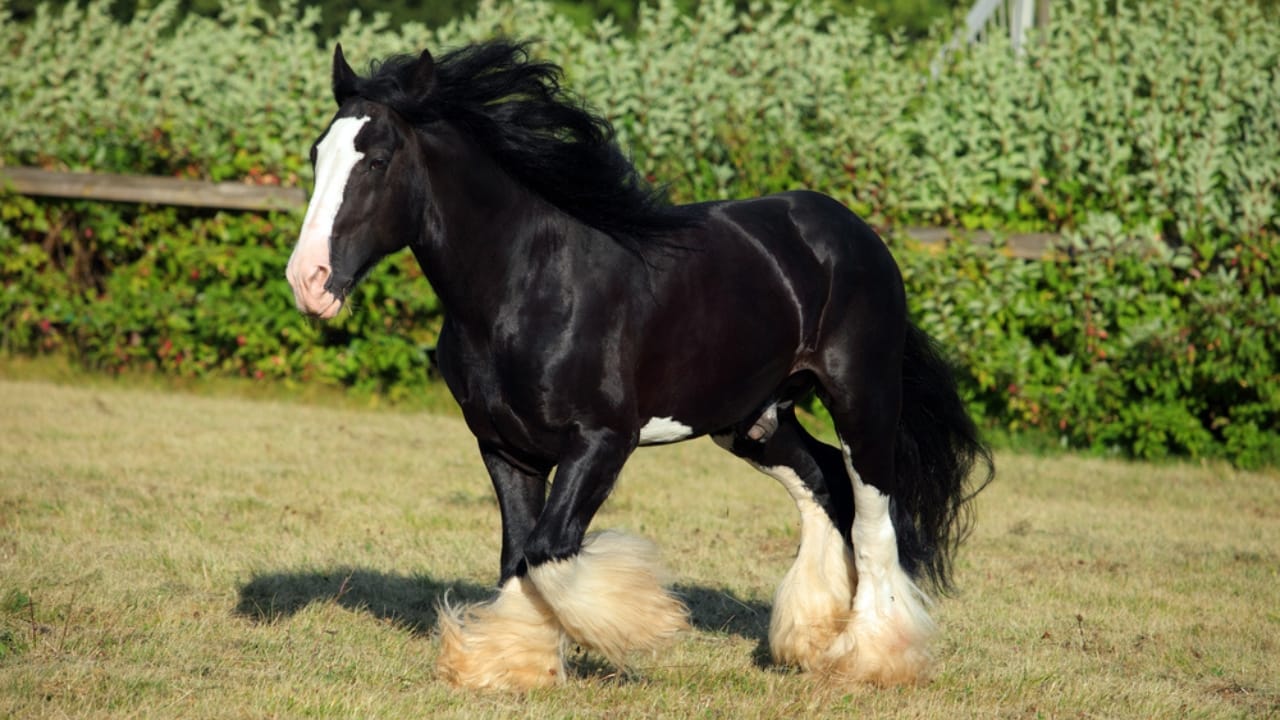 15 Enduring Horse Breeds with Lifespans as Strong as Their Spirit - shire horse dp477381036