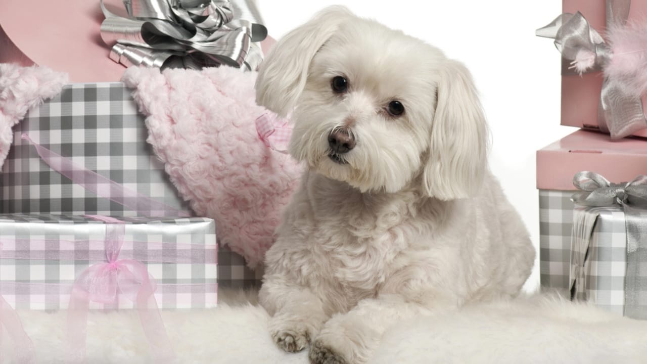 8 Rare Maltese Colors & Patterns You’ve Probably Never Heard Of - silver and white Maltese dog dp10907598