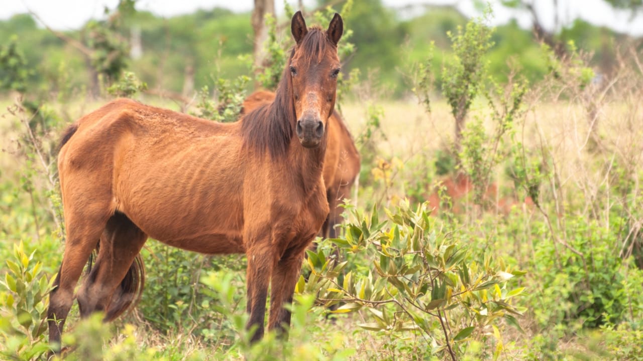 50+ Horse Terms & Slang Every Equestrian Should Know - skinny horse dp130859192