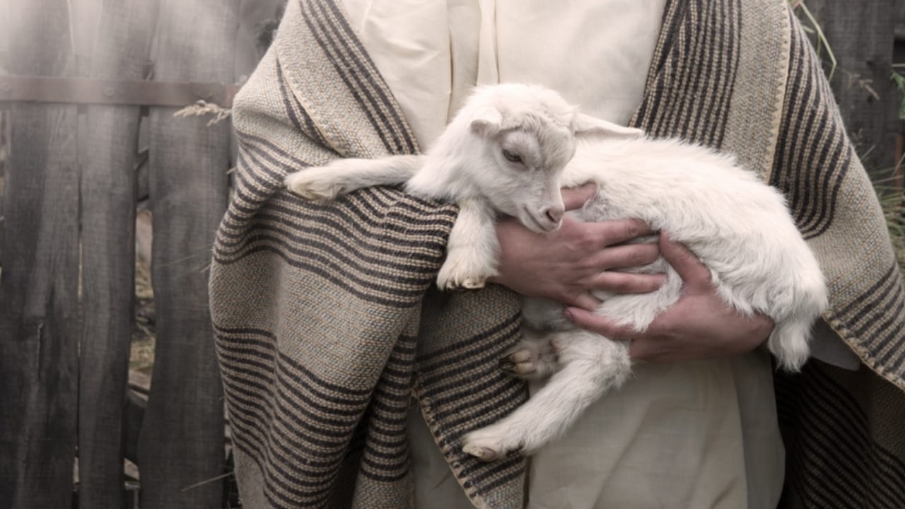 16 Animals the Bible Associates with Evil & Their Meanings - small cute baby cattle herd pet ss2316221481