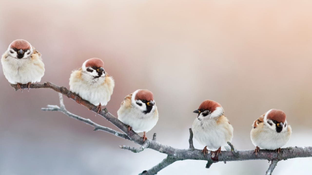 Make Your Backyard Irresistible to Sparrows with Native Plants - sparrow birds ss772527013