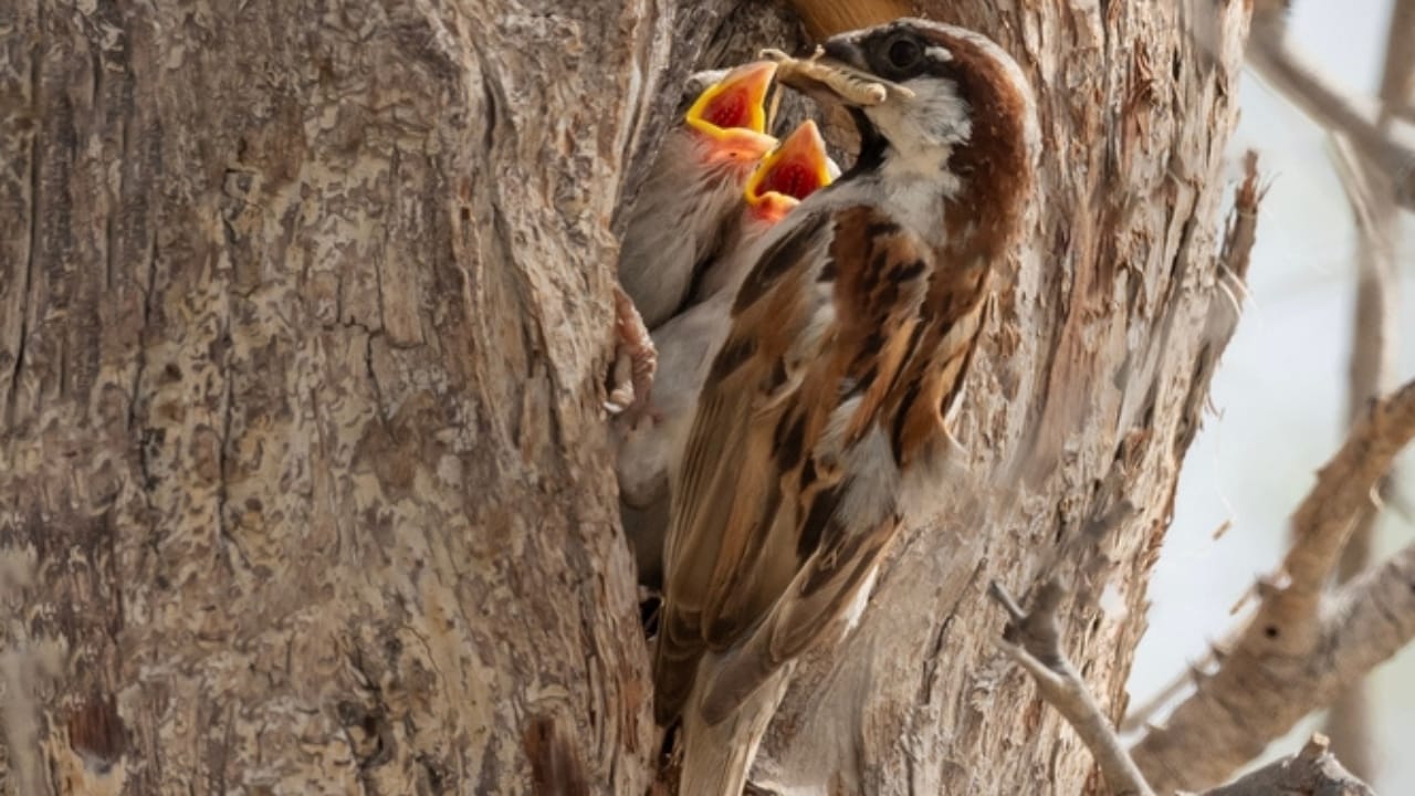 Make Your Backyard Irresistible to Sparrows with Native Plants - sparrow feeding chicks in the nest ss2332528469