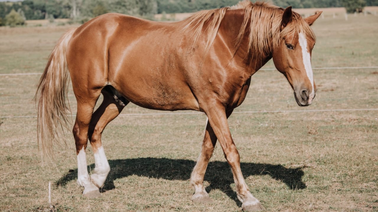 50+ Horse Terms & Slang Every Equestrian Should Know - stallion horse dp214783706