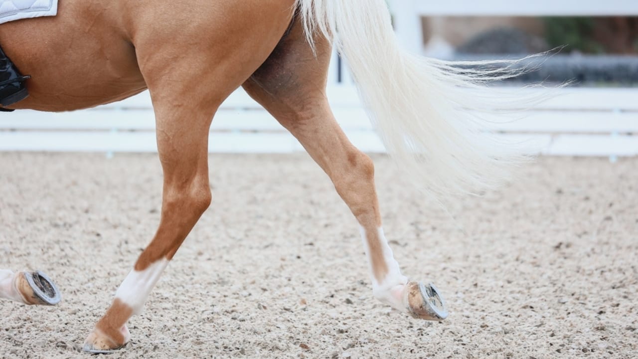 50+ Horse Terms & Slang Every Equestrian Should Know - stifle horse hind legs ss2398356011