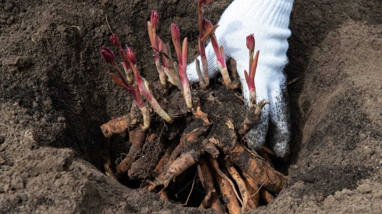 Fall Is the Perfect Time to Move Your Peonies - transplanting peony rhizomes gardening ss2300123123