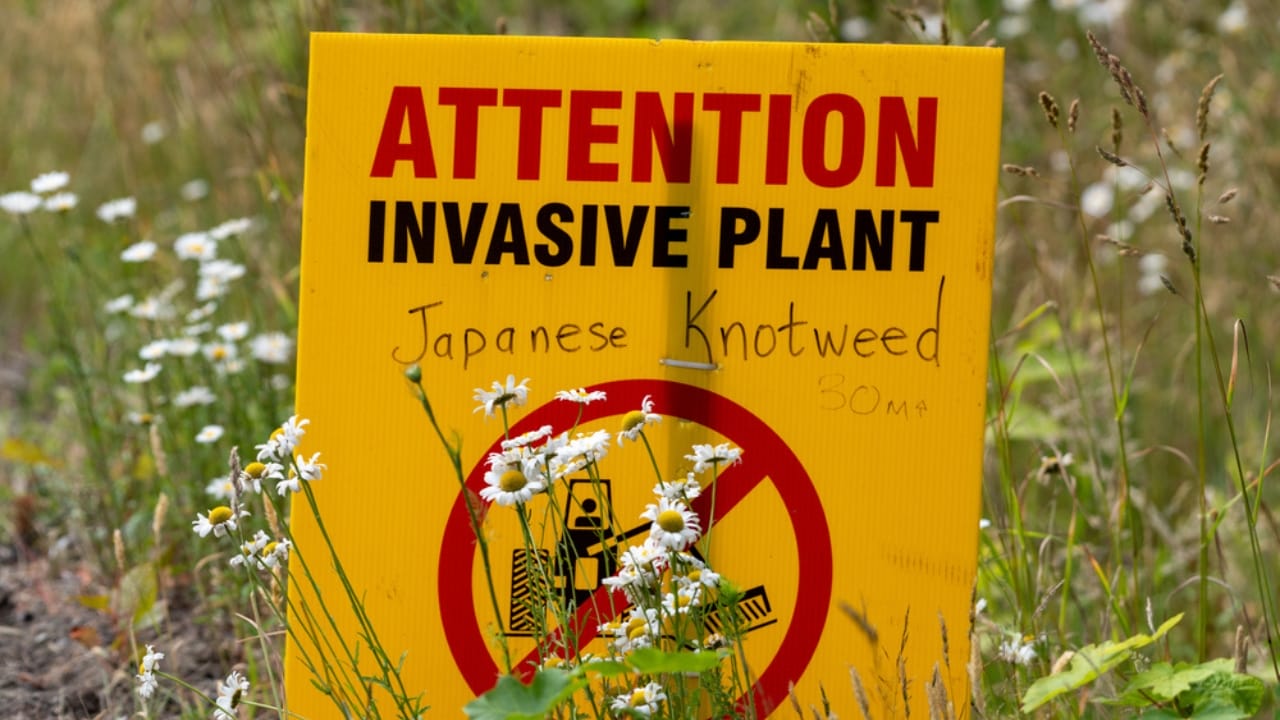 Homeowners Alert: This Invasive Plant is Destroying Property Values Across America - warning sign japanese knotweed plant ss1777590785