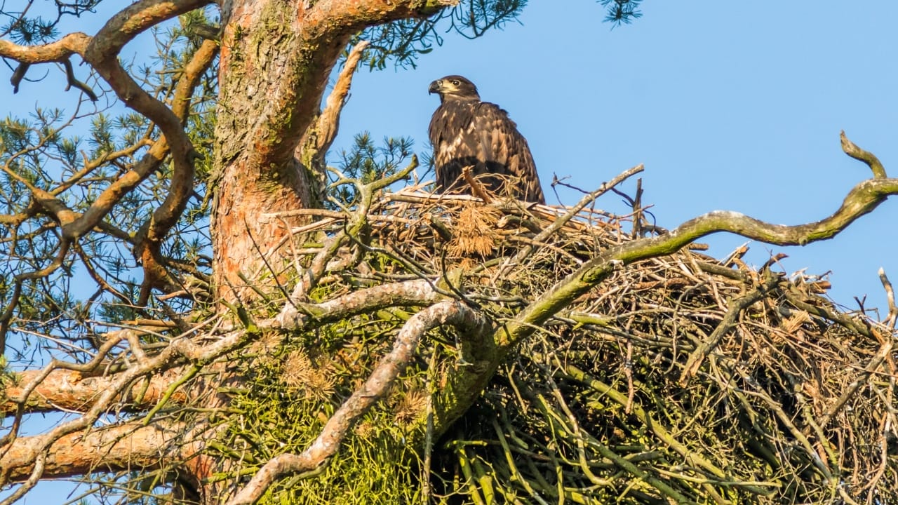 White-Tailed Eagles Make Historic Return to Northern Ireland's Skies - white tailed eagle ss1404653270
