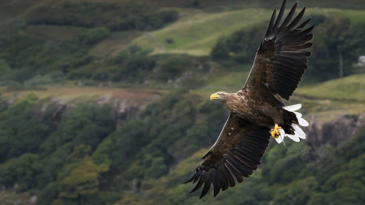 White-Tailed Eagles Make Historic Return to Northern Ireland's Skies - white tailed eagle ss1568183317