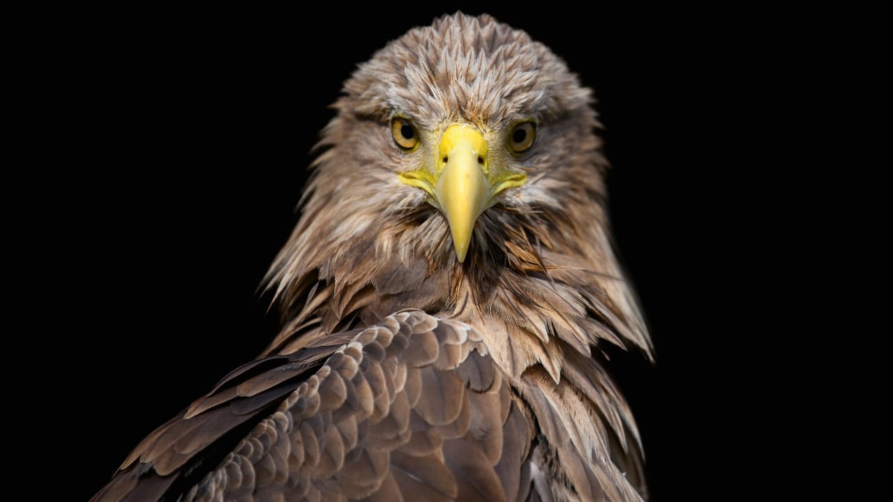 White-Tailed Eagles Make Historic Return to Northern Ireland's Skies - white tailed eagle ss1784963789