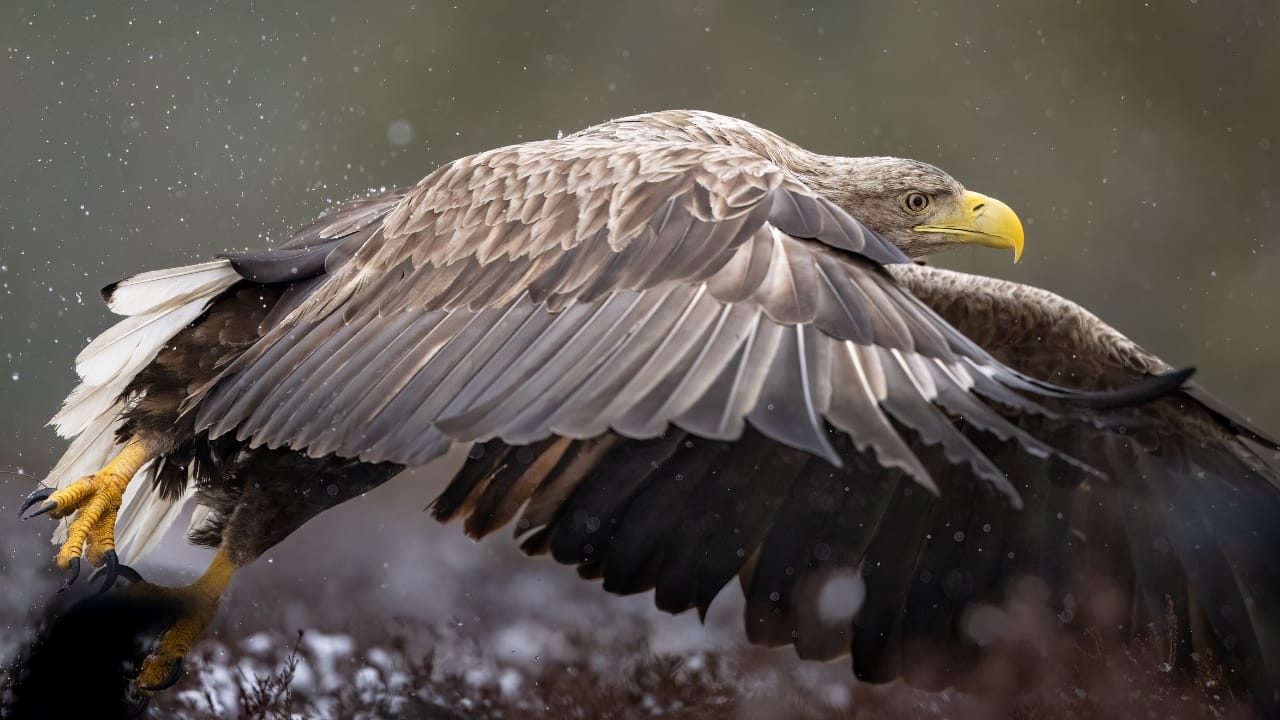 White-Tailed Eagles Make Historic Return to Northern Ireland's Skies - white tailed eagle ss2288971427
