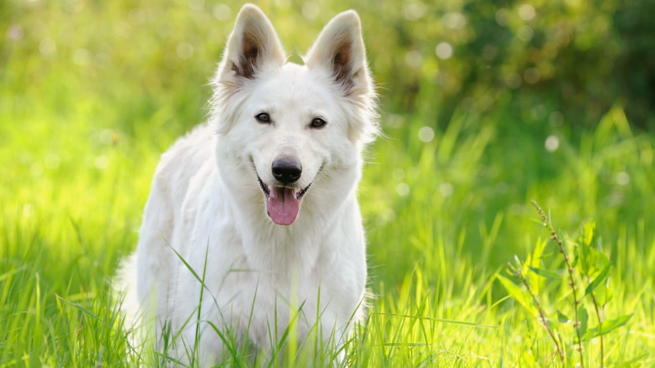 The White German Shepherd Controversy: Separating Fact from Fiction - white german shepherd ss58017310