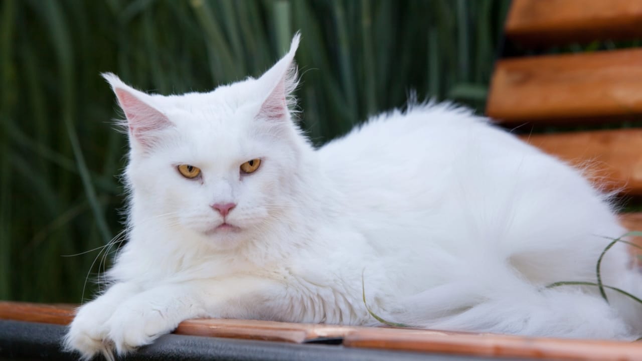 15 Luxurious Long-Haired Cats You'll Fall in Love With - white maine coon dp115507118