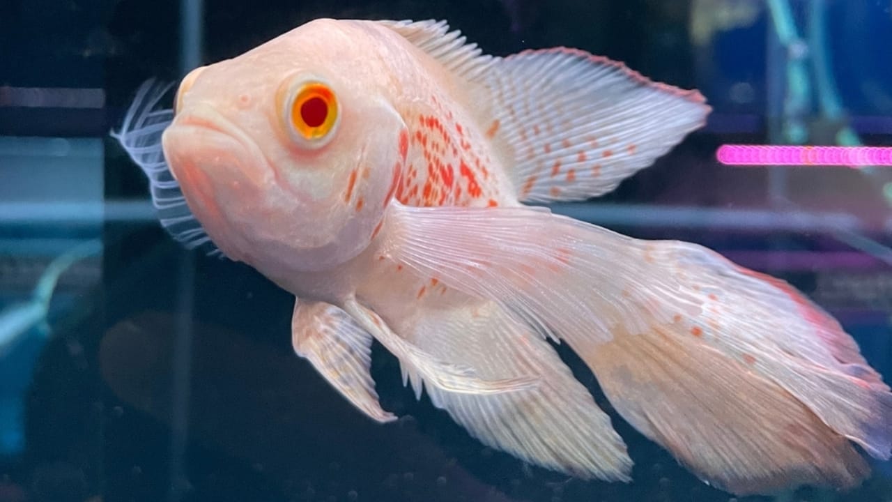 15 Oscar Fish Varieties for the Perfect Aquarium - white oscar fish ss2426139477