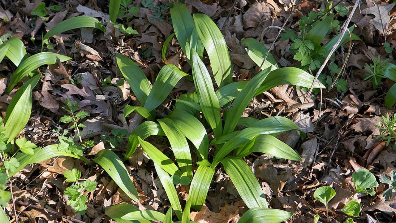 17 Native U.S. Plants That Can Be Lifesavers in a Survival Garden - wild leek wc
