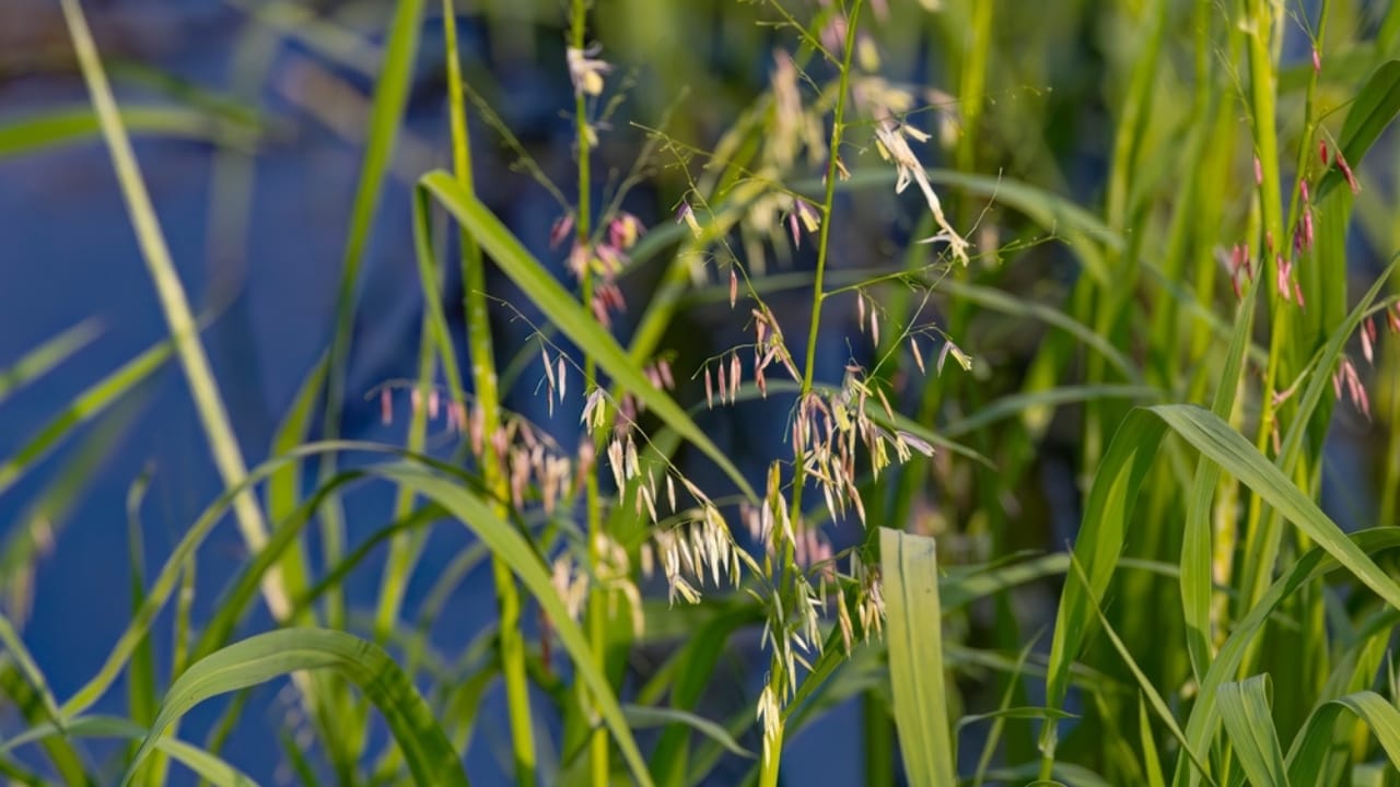 17 Native U.S. Plants That Can Be Lifesavers in a Survival Garden - wild rice ss2354901705