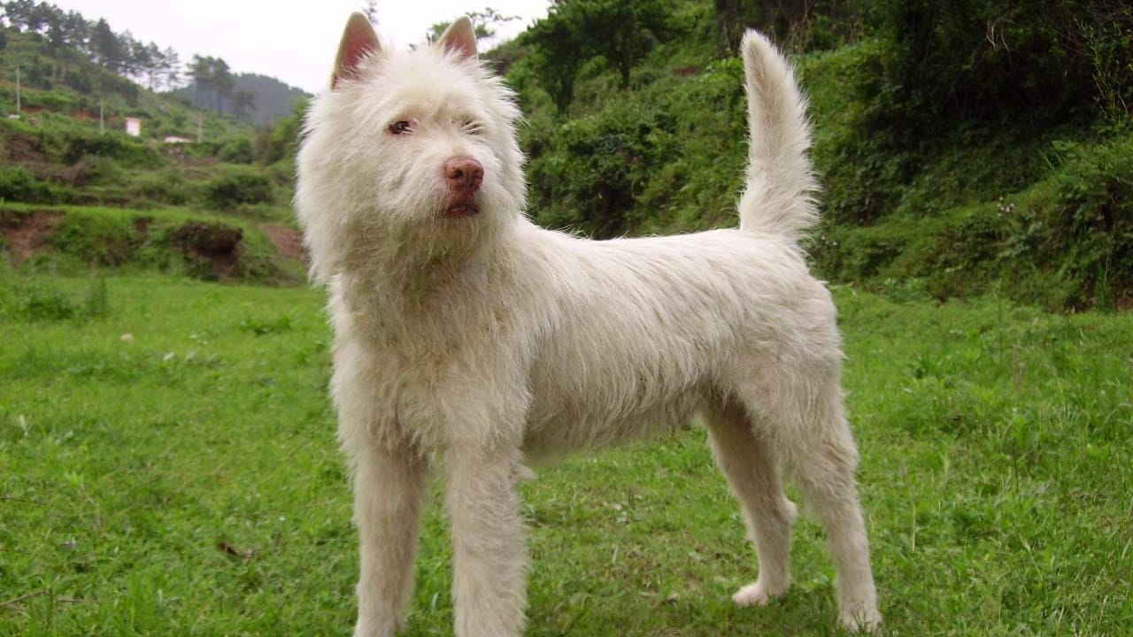 11 Magnificent Dog Breeds You Probably Didn’t Know Came from China -