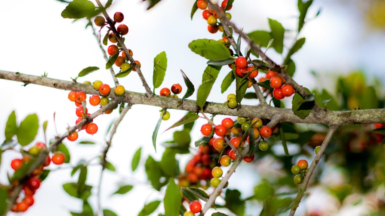 17 Native U.S. Plants That Can Be Lifesavers in a Survival Garden - yaupon holly ss537037498