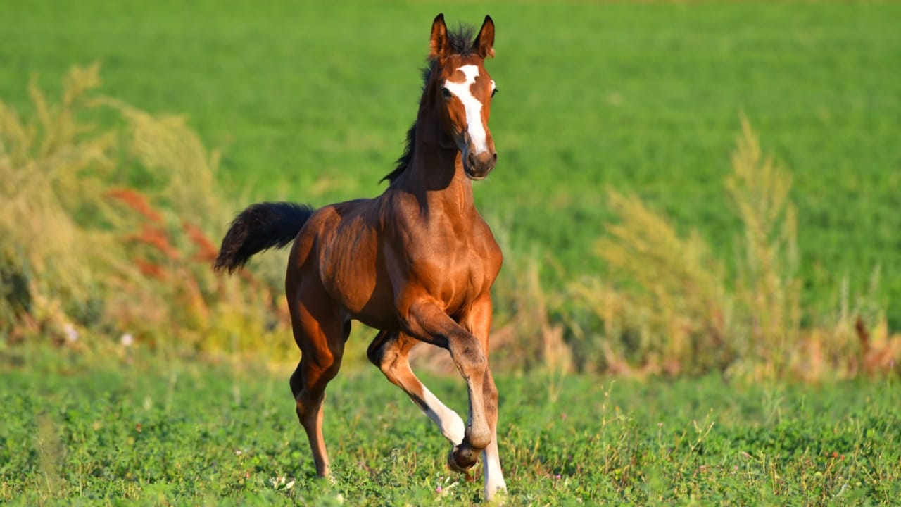 50+ Horse Terms & Slang Every Equestrian Should Know - yearling horse dp356006830
