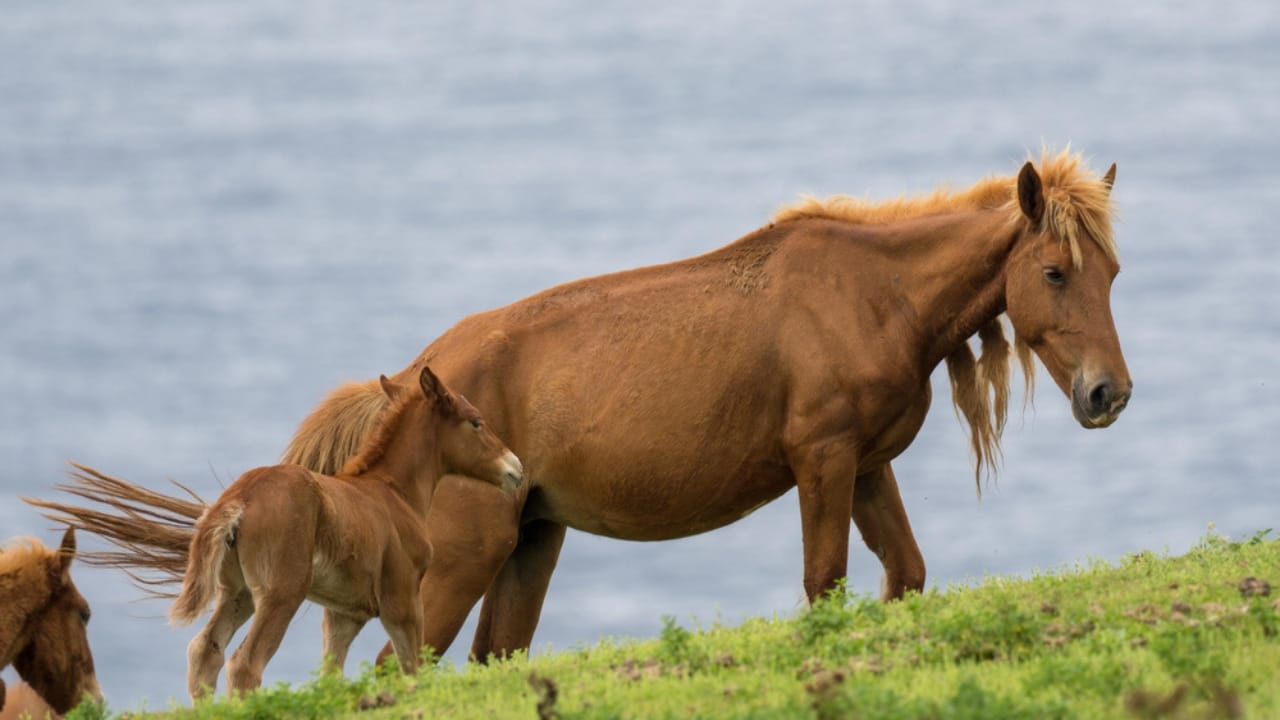 14 of the World’s Smallest Horses Proving Good Things Come in Small Packages - yonaguni dp188653936