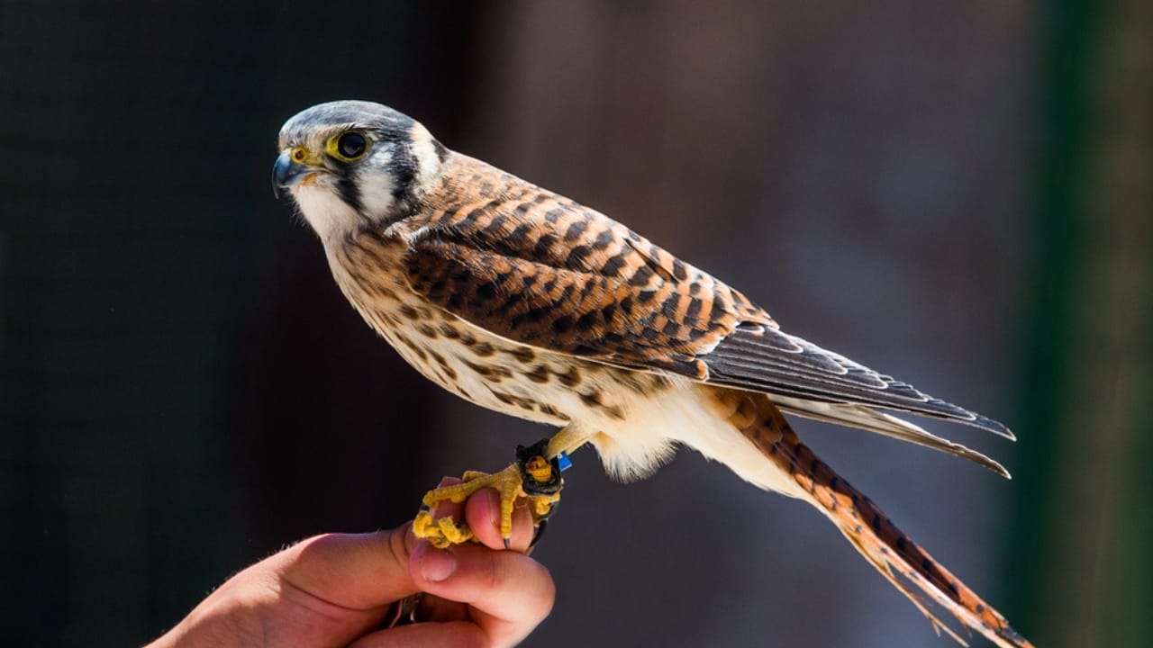 15 Fierce Birds of Prey That Rule the Skies - American Kestrel dp98047680