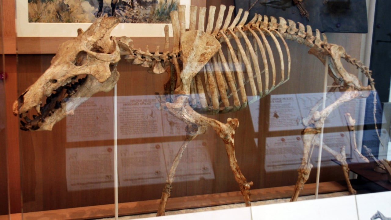 14 Ancient Beasts That Would Make T-Rex Look Tame - Archaeotherium wc
