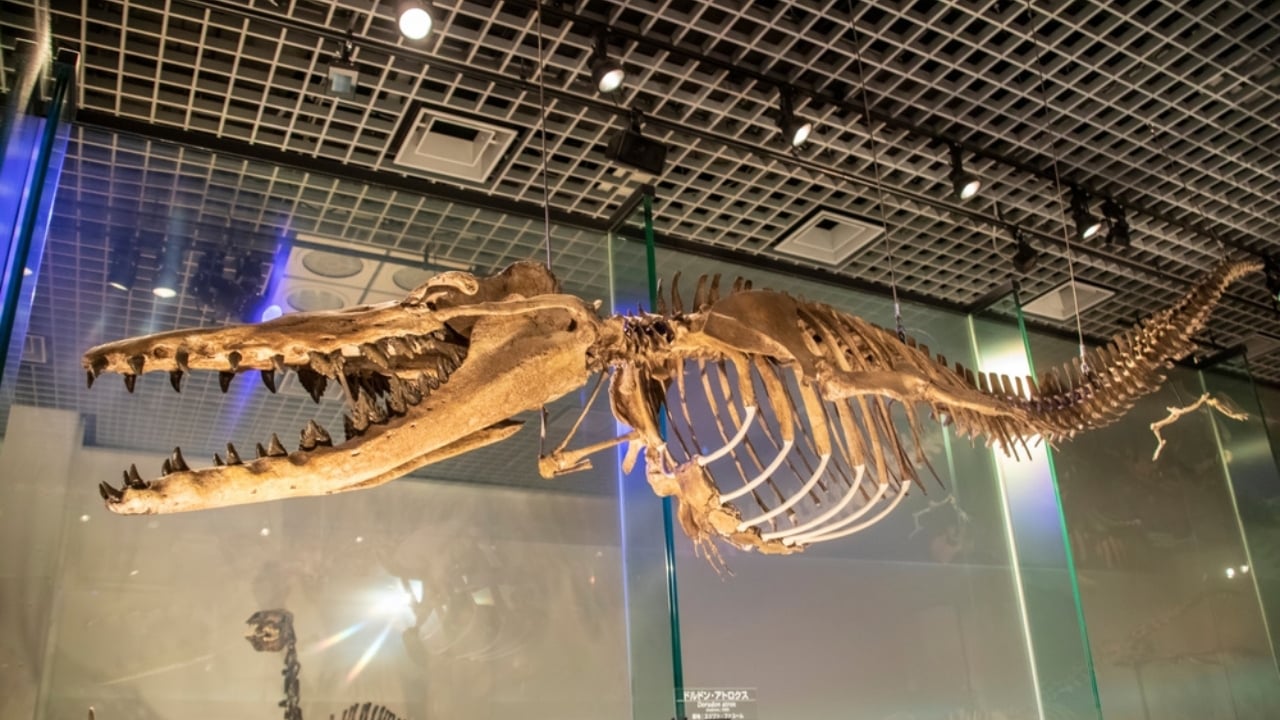 14 Ancient Beasts That Would Make T-Rex Look Tame - Basilosaurus ss2275870275
