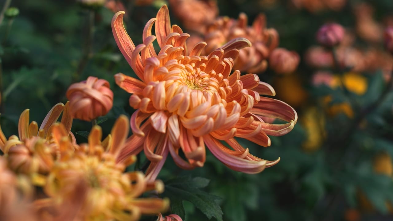Ditch the Pesticides: 15 Natural Pest-Repelling Plants for a Thriving Garden - Beautiful Peach and Yellow Colored Mums Chrysanthemum ss2488109279