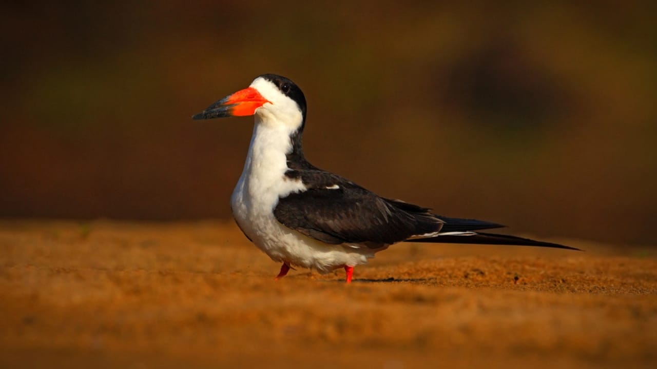 18 Seaside Birds to Look Out for on Your Next Beach Day - Black Skimmer dp108714890