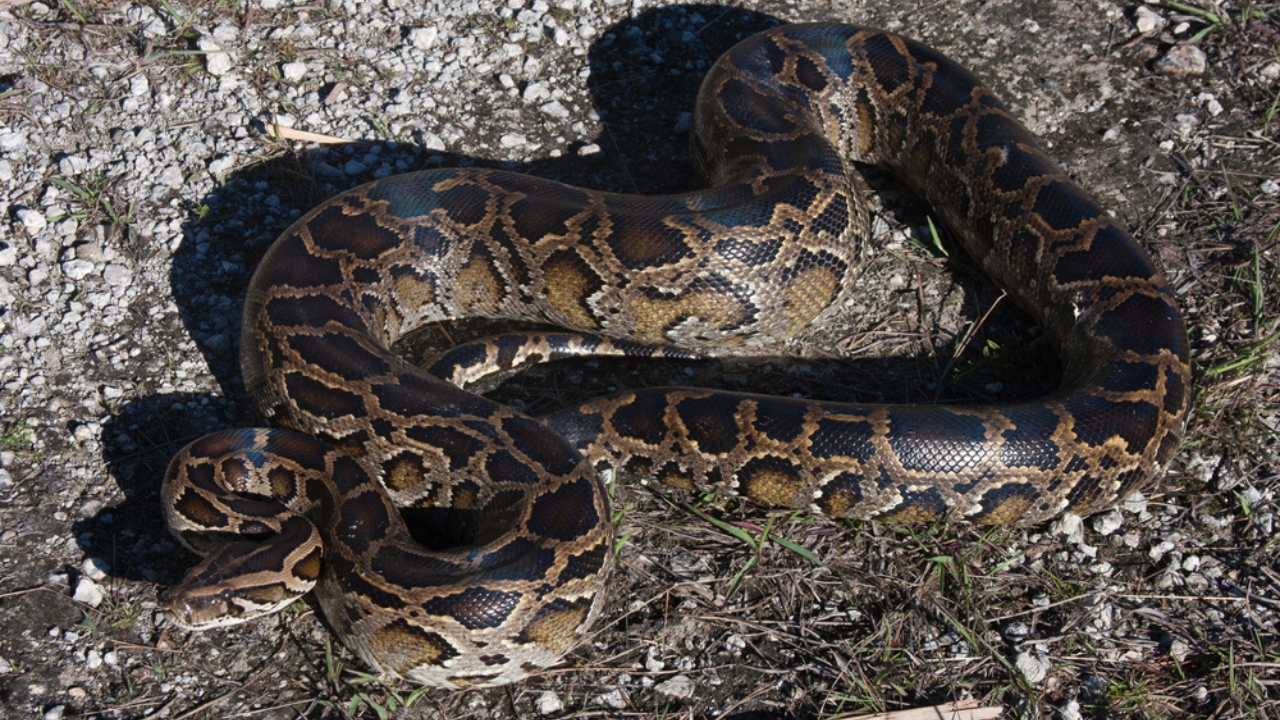 America’s Largest Snakes: 12 Giants of Epic Proportions - Burmese Python ss1955177641