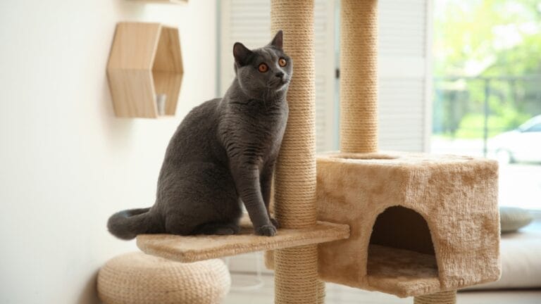 Curated visual reference: 25 Ways To Help Your Cat Feel Calm Safe Relaxed Photo Inspiration