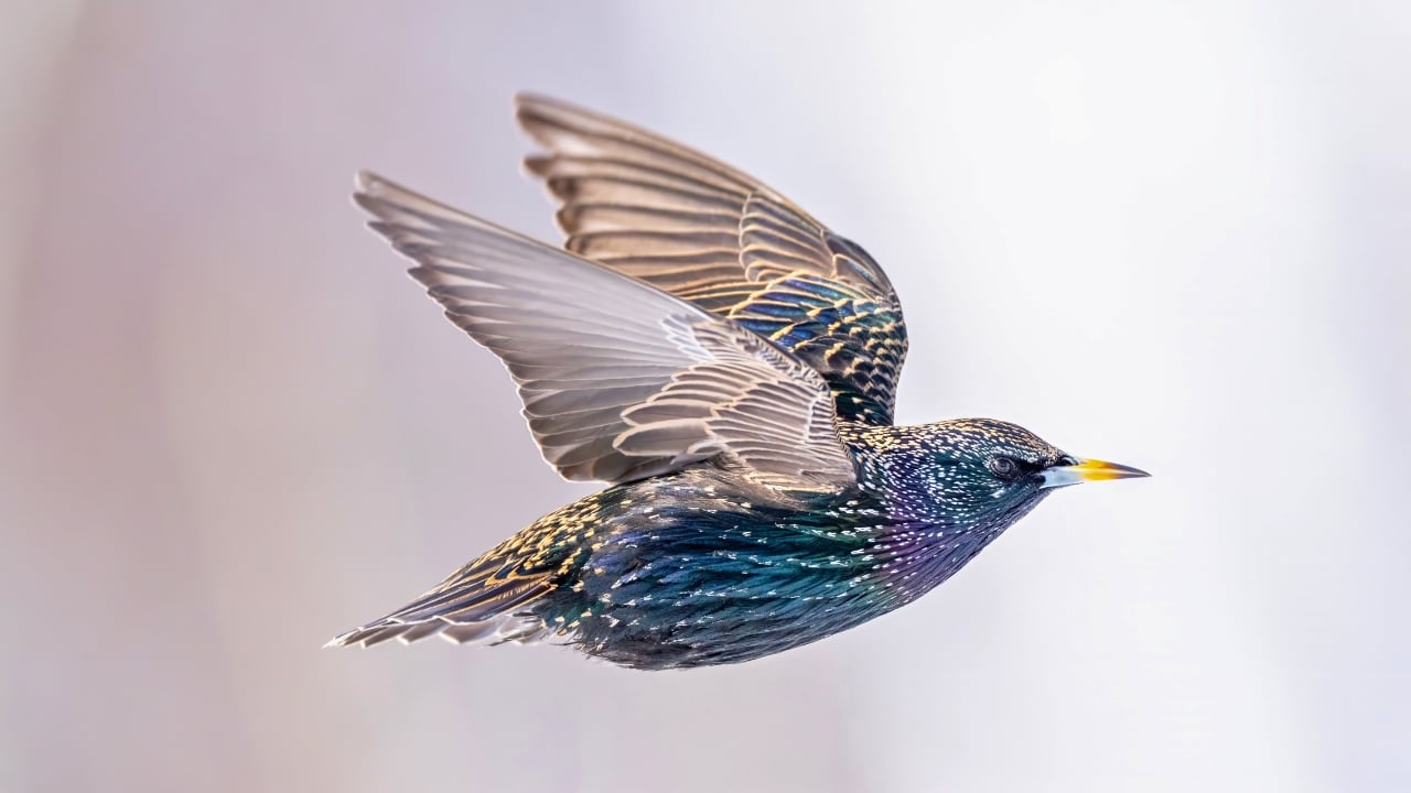 The Dark Cloud That's Actually Birds: Fall's Amazing Starling Show Happening Now - Common starling bird ss2415042675