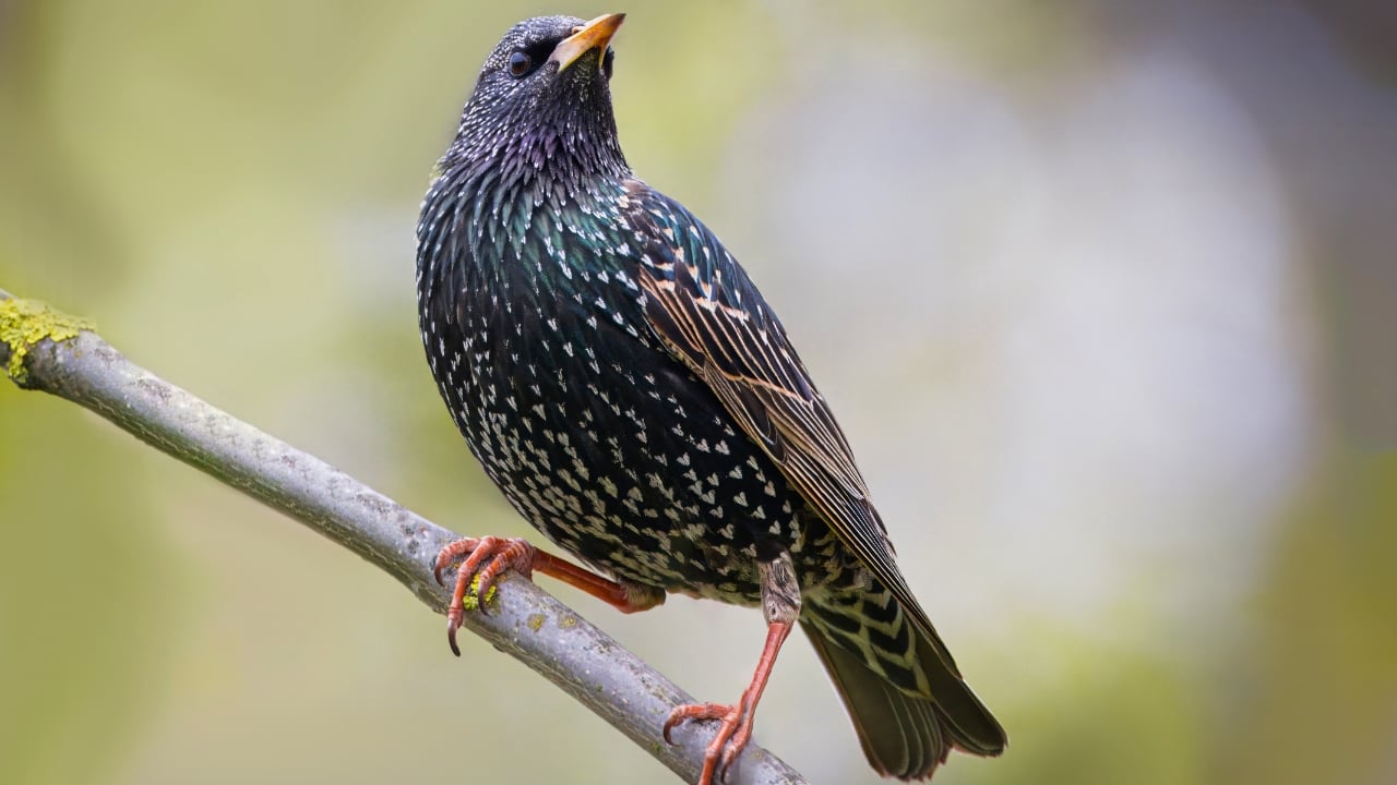 The Dark Cloud That's Actually Birds: Fall's Amazing Starling Show Happening Now - Common starling bird ss2451463559