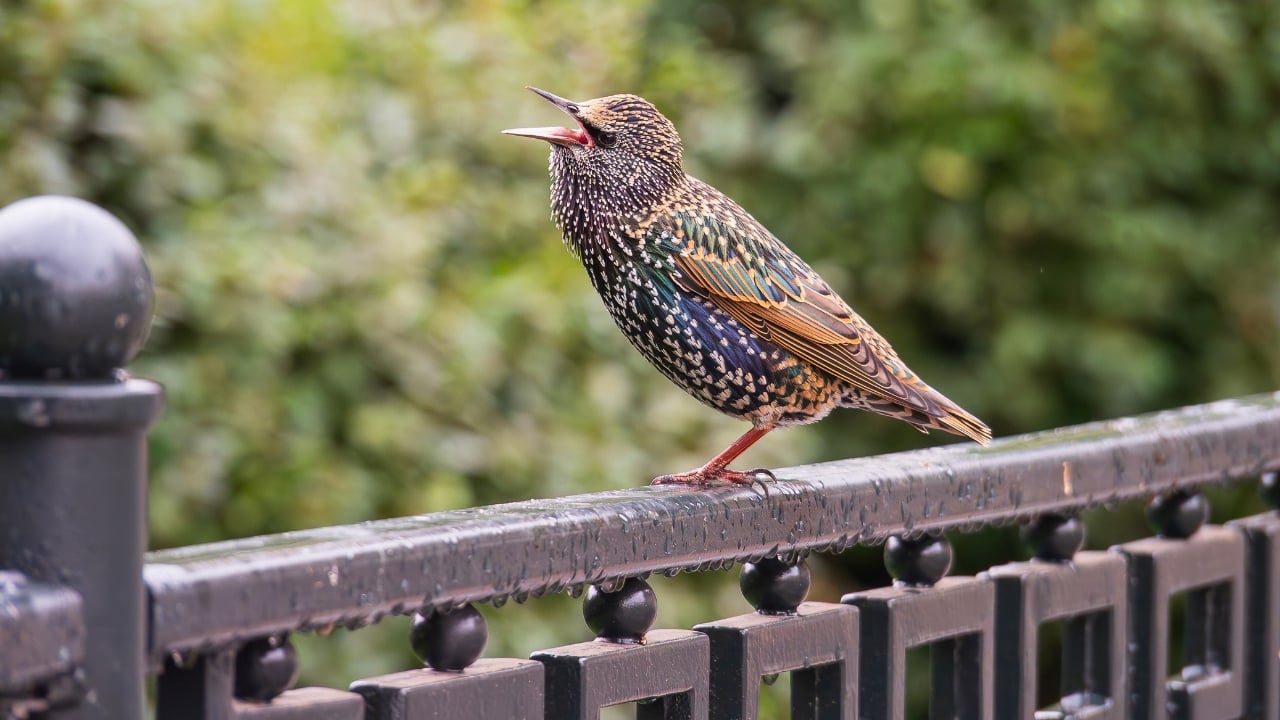 The Dark Cloud That's Actually Birds: Fall's Amazing Starling Show Happening Now - Common starling bird ss2527122009