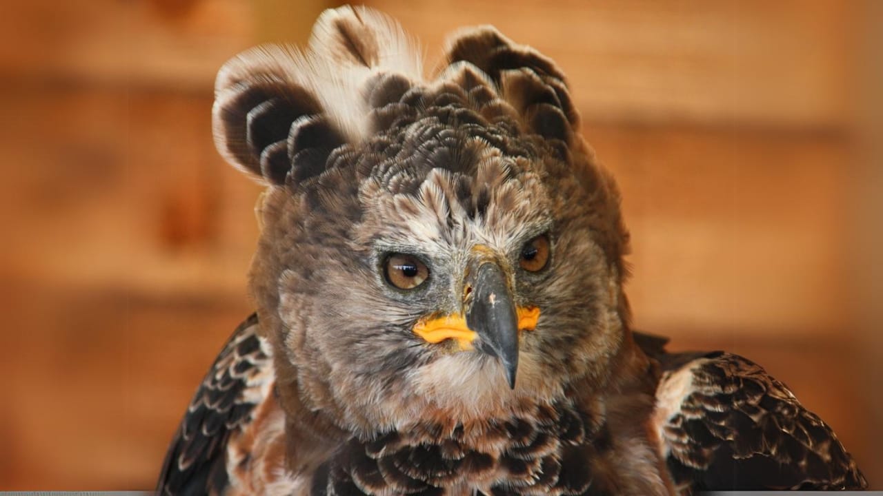 15 Fierce Birds of Prey That Rule the Skies - Crowned Eagle dp6397022