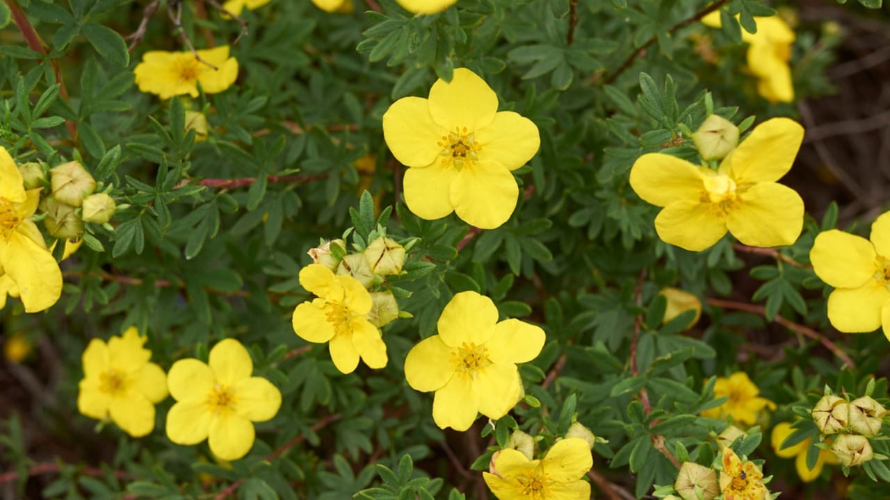 The Flowering Shrub That Adds Color All Season —and Deer Stay Away - Dasiphora fruticosa shrub in bloom dp458556462