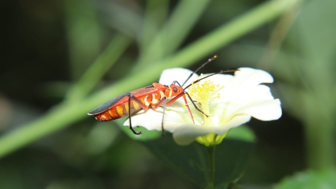 Ditch the Pesticides: 15 Natural Pest-Repelling Plants for a Thriving Garden - Dysdercus from the Pyrrhocoridae family ss2153444445
