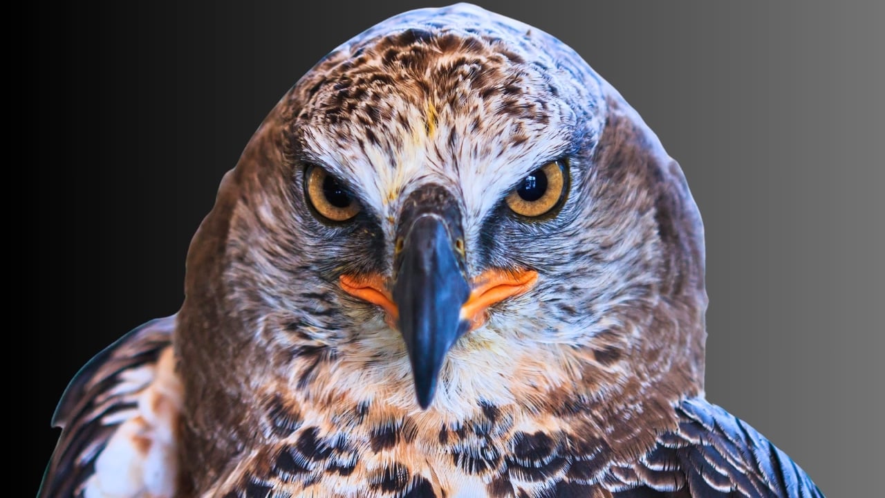 15 Fierce Birds of Prey That Rule the Skies - Eagle Crowned Stepphanoaetus Coronatus ss178435547