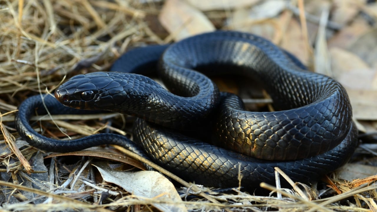 America’s Largest Snakes: 12 Giants of Epic Proportions - Eastern Indigo Snake ss129768614